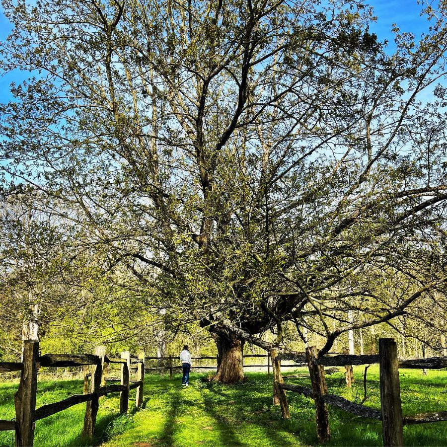 Domaine De Fresnoy Panzió Loison-sur-Créquoise Kültér fotó